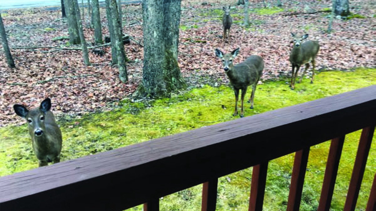 Photo of Others in Bushkill