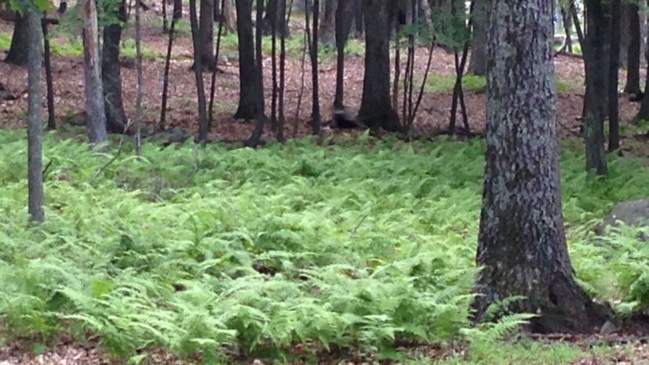 Photo of Others in Bushkill