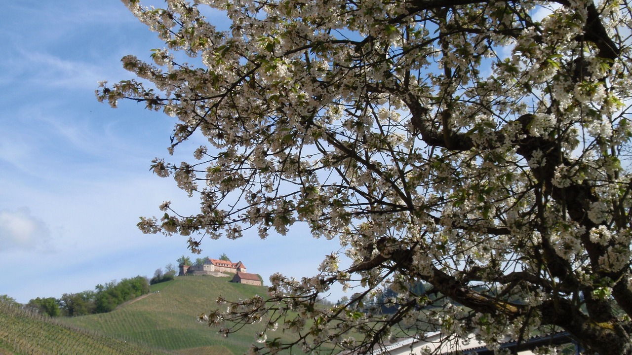 Photo of Outdoor in Durbach