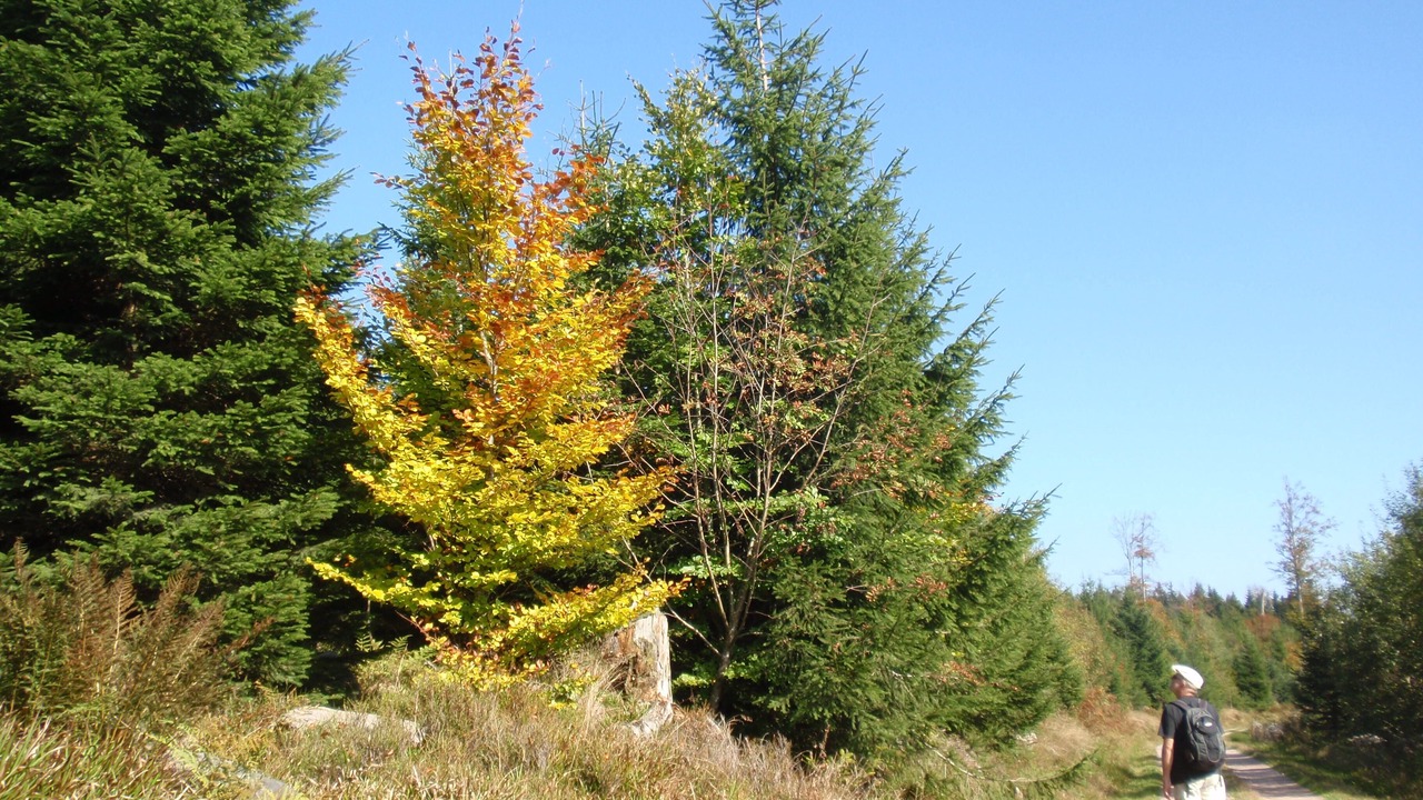Photo of Outdoor in Durbach