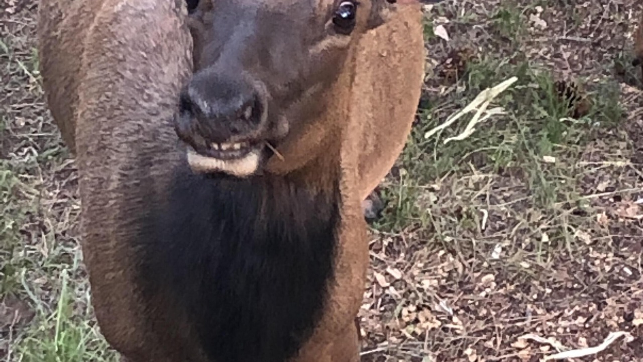 Photo of Others in Pine