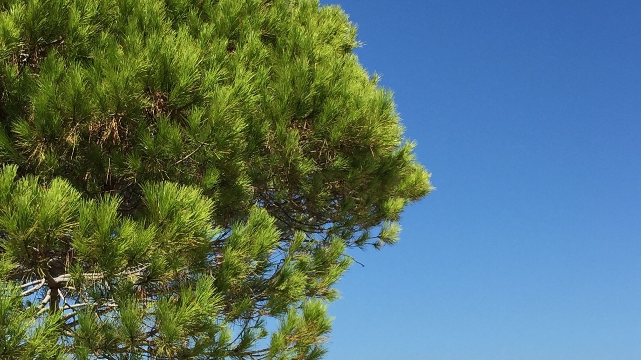 Photo of Others in Cap-d'Antibes