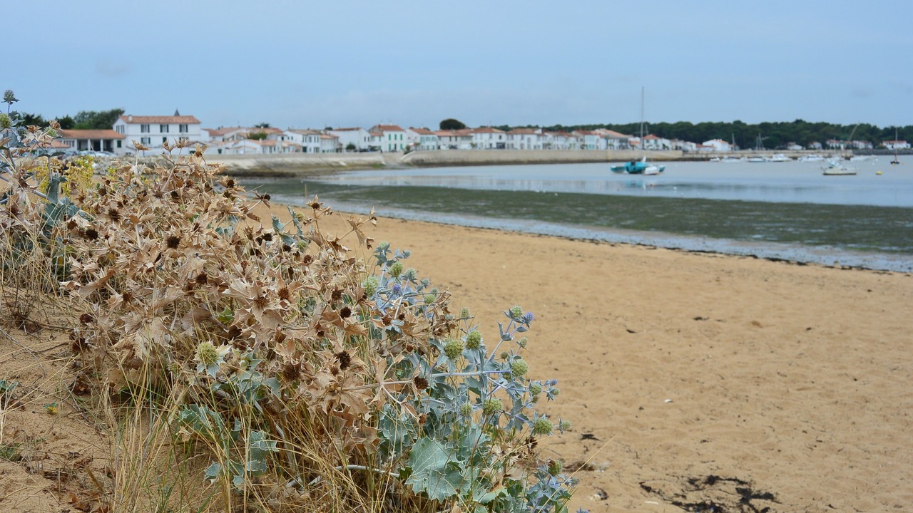 Photo of Others in Rivedoux-Plage