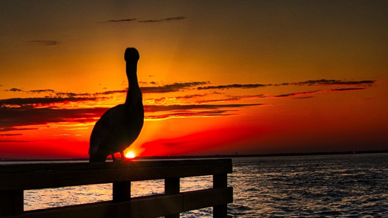 Photo of Others in Saint Simons Island