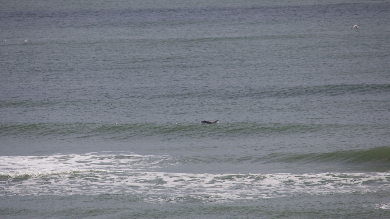 Photo of Others in Sneads Ferry