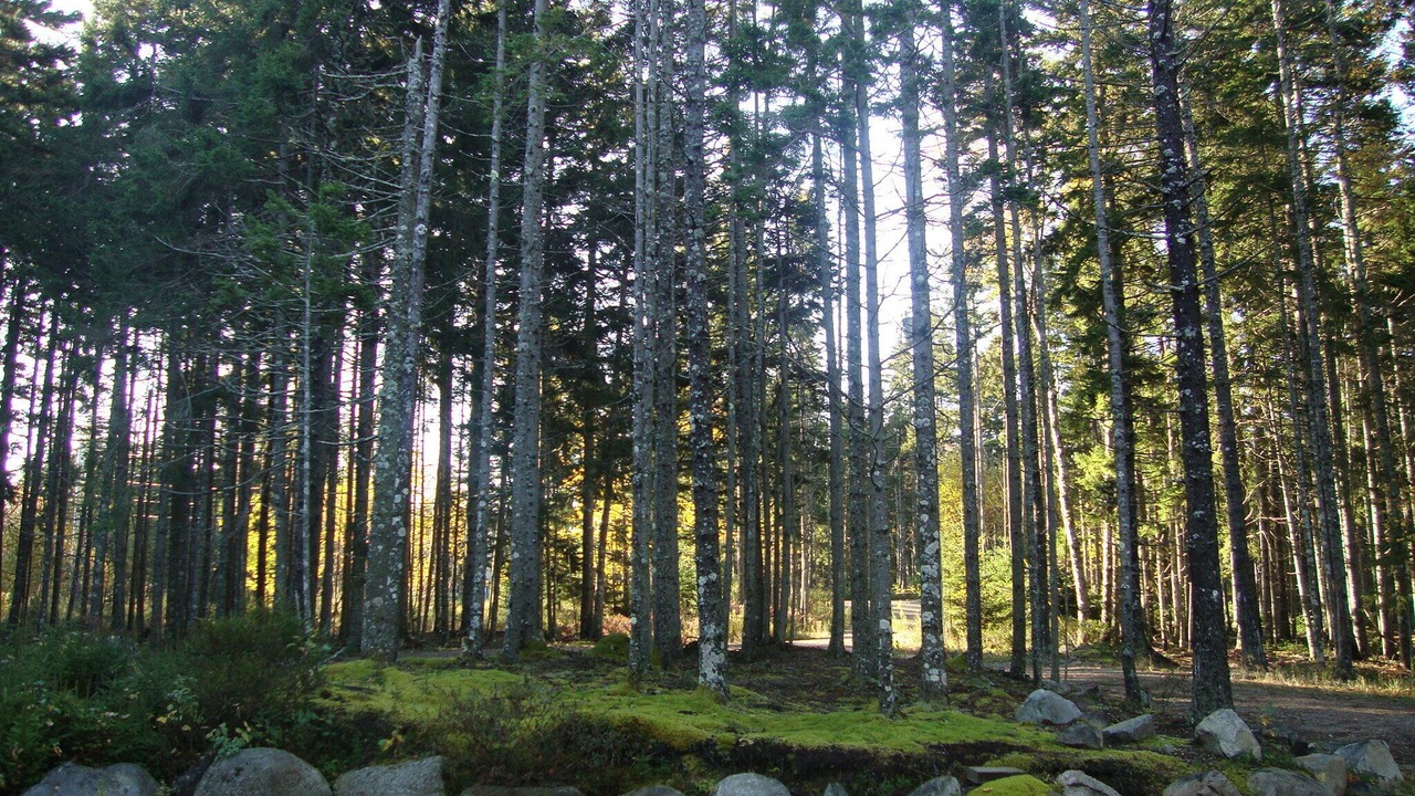 Photo of Outdoor in Bass Harbor