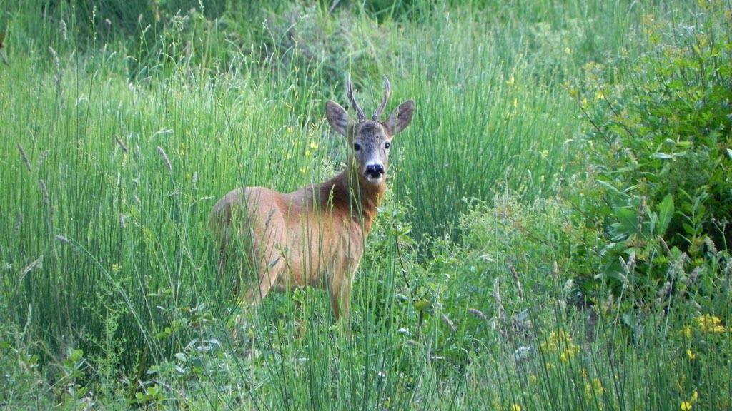 Photo of Others in Gambassi Terme