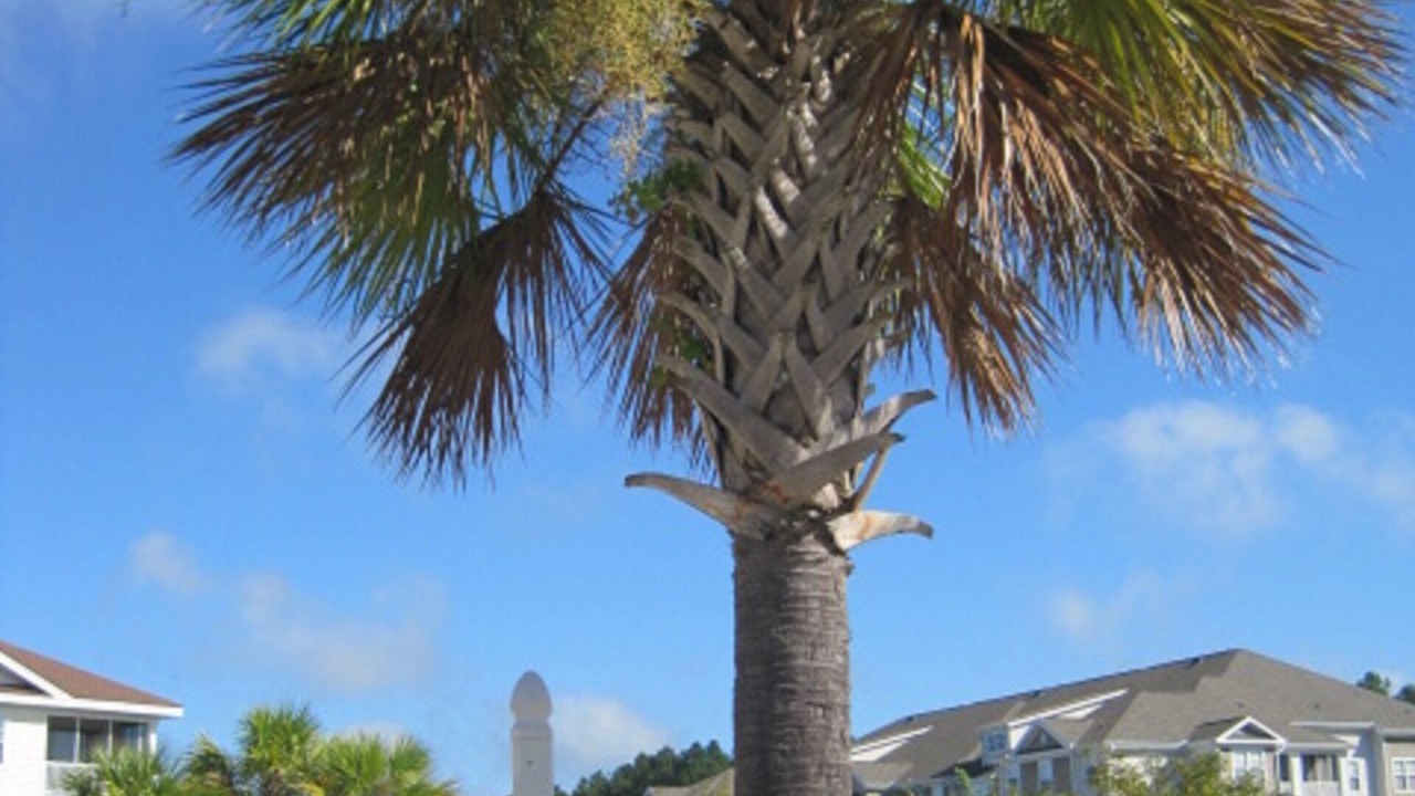Photo of Outdoor in North Myrtle Beach