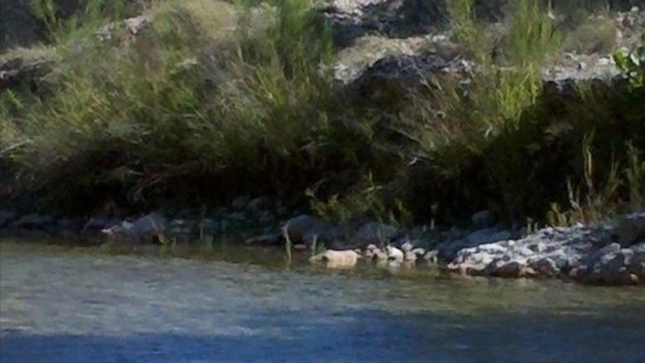 Photo of Others in Rio Frio