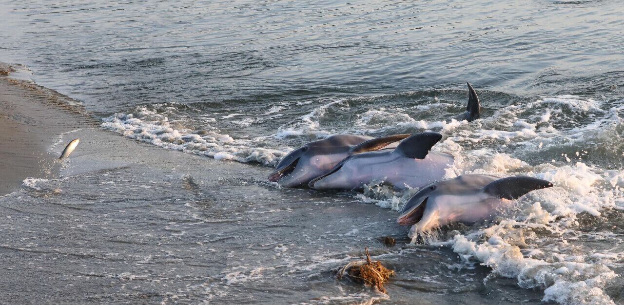 Photo of Others in Seabrook Island