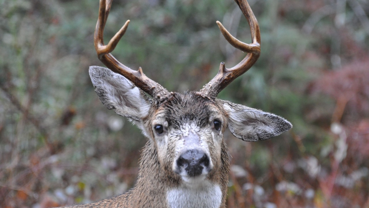Photo of Others in Port Moody