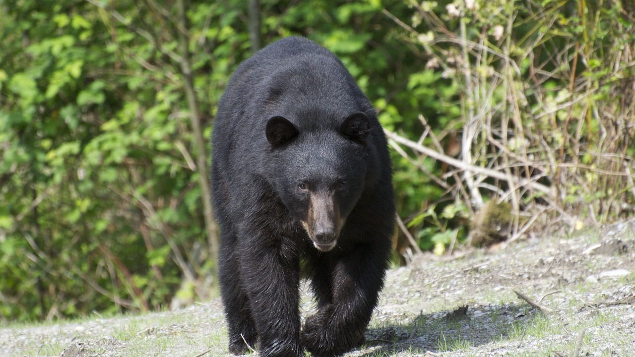 Photo of Others in Port Moody