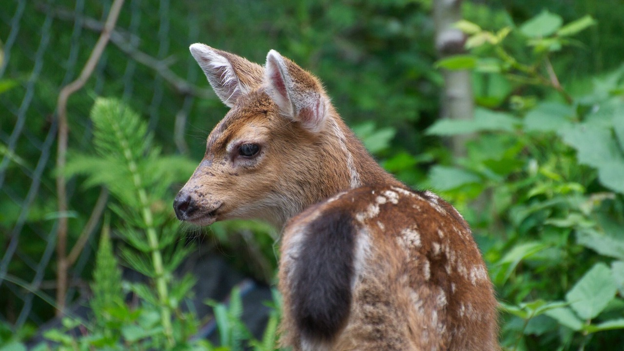 Photo of Others in Port Moody