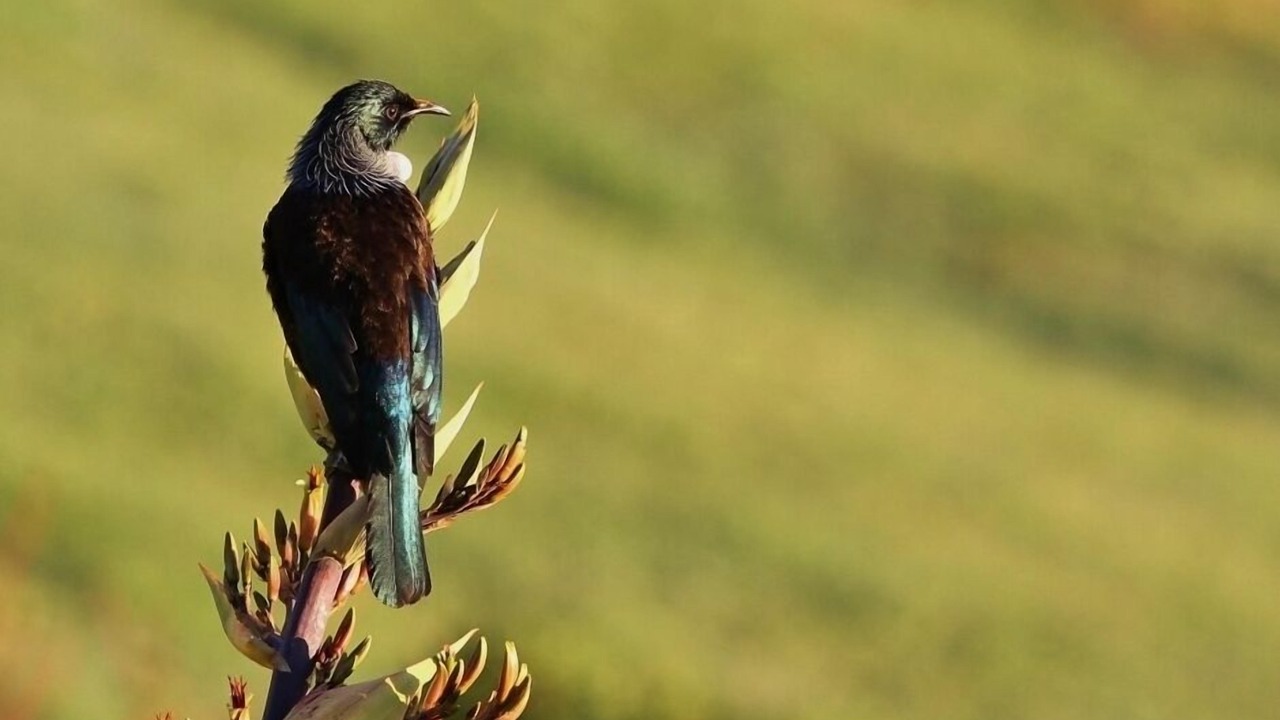 Photo of Others in Puketapu