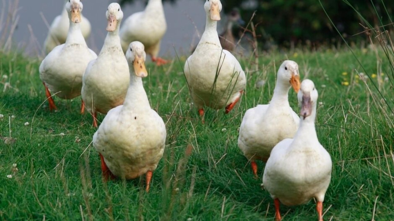 Photo of Others in Puketapu