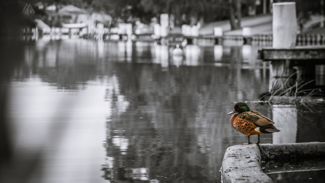 Photo of Others in Sussex Inlet