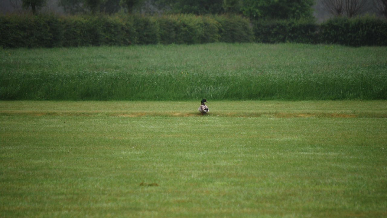 Photo of Others in Sint-Kruis