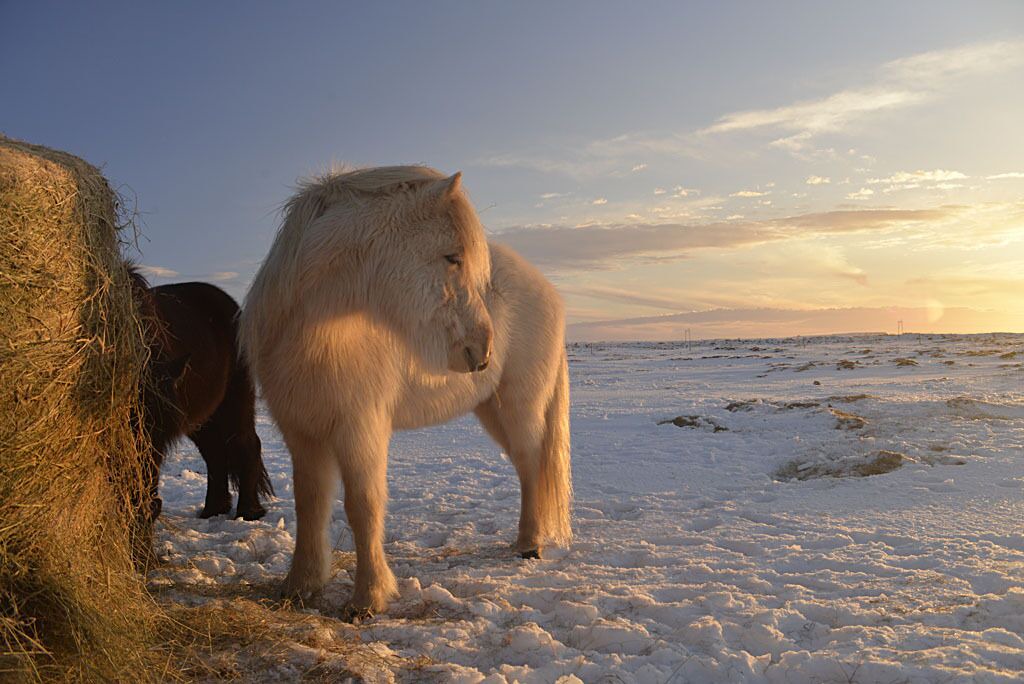 Photo of Others in Selfoss