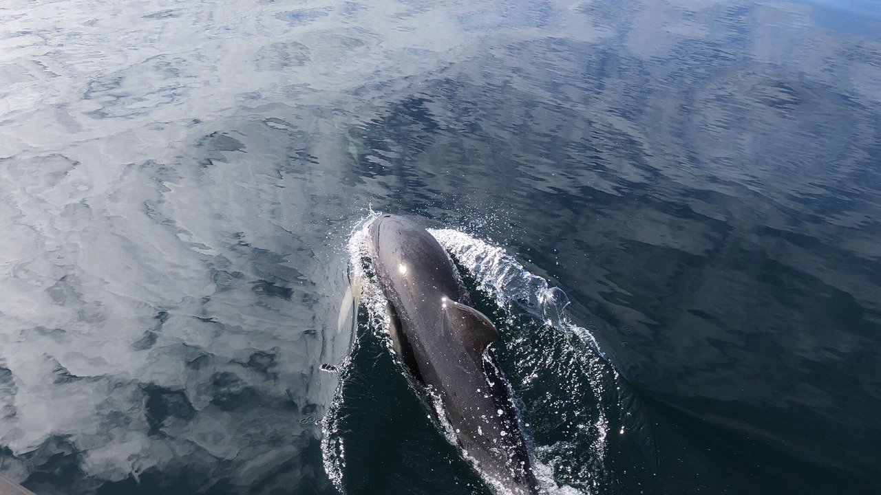 Photo of Others in Isleornsay