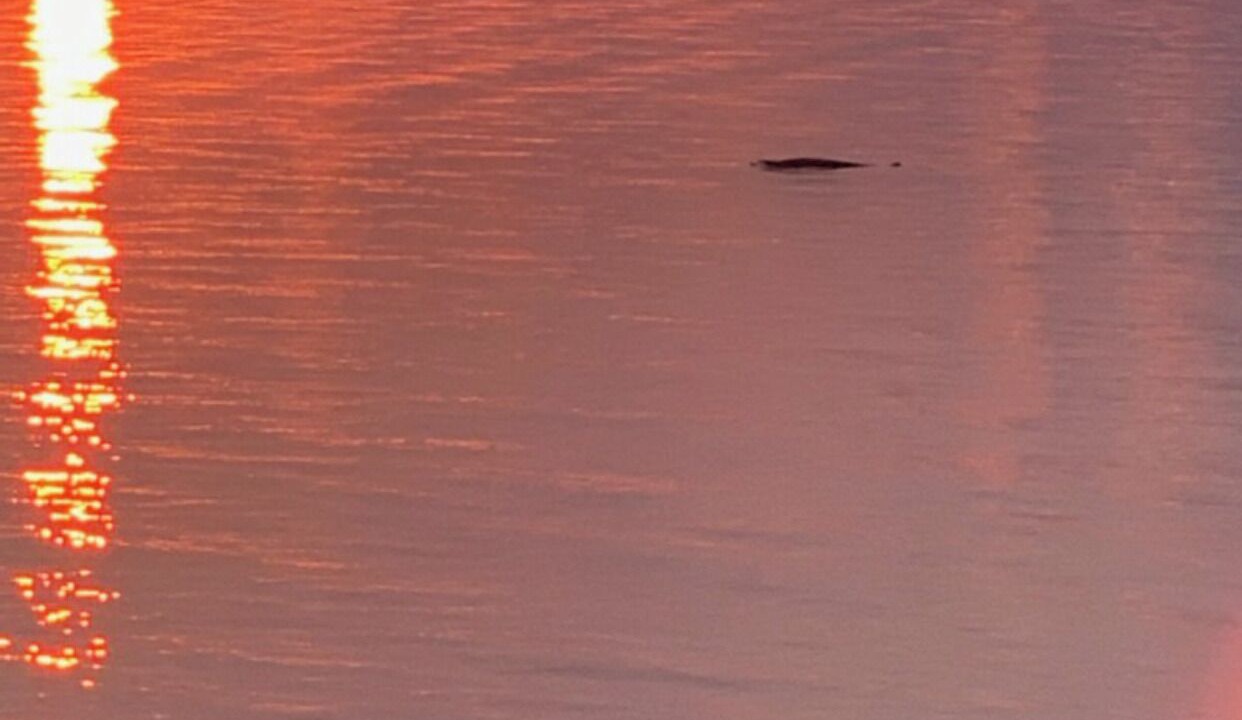 Photo of Others in Malignant Cove