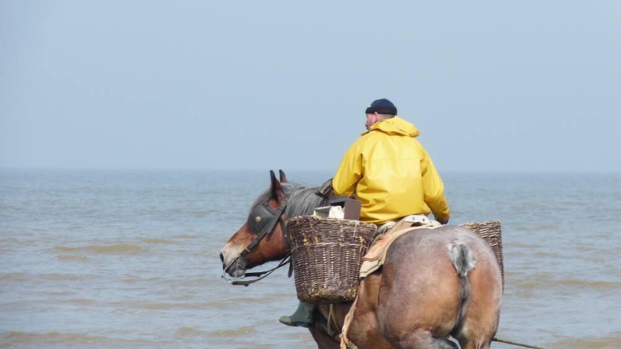 Photo of Others in Oostduinkerke-Bad