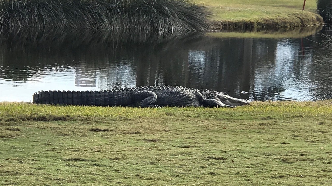 Photo of Others in Seabrook Island