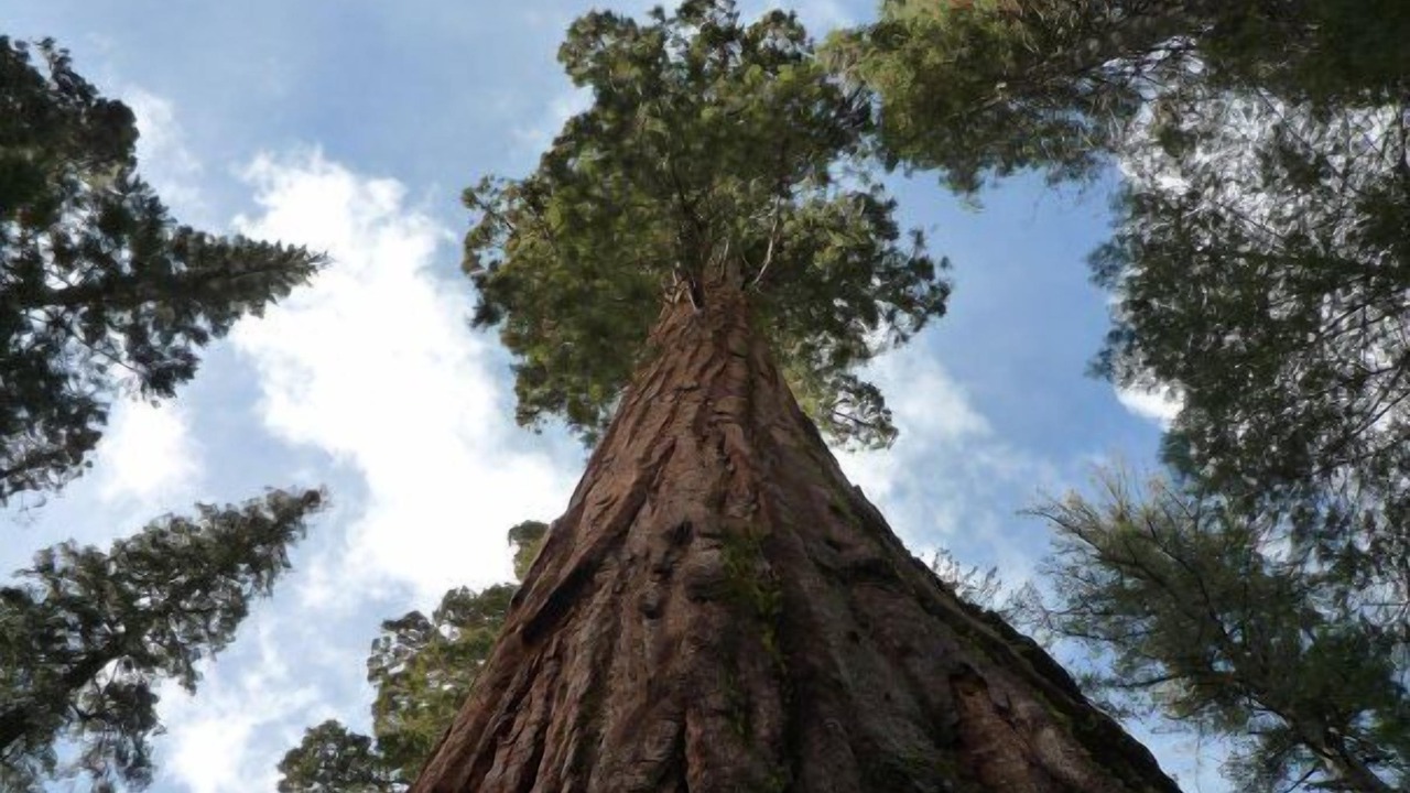 Photo of Others in North Wawona