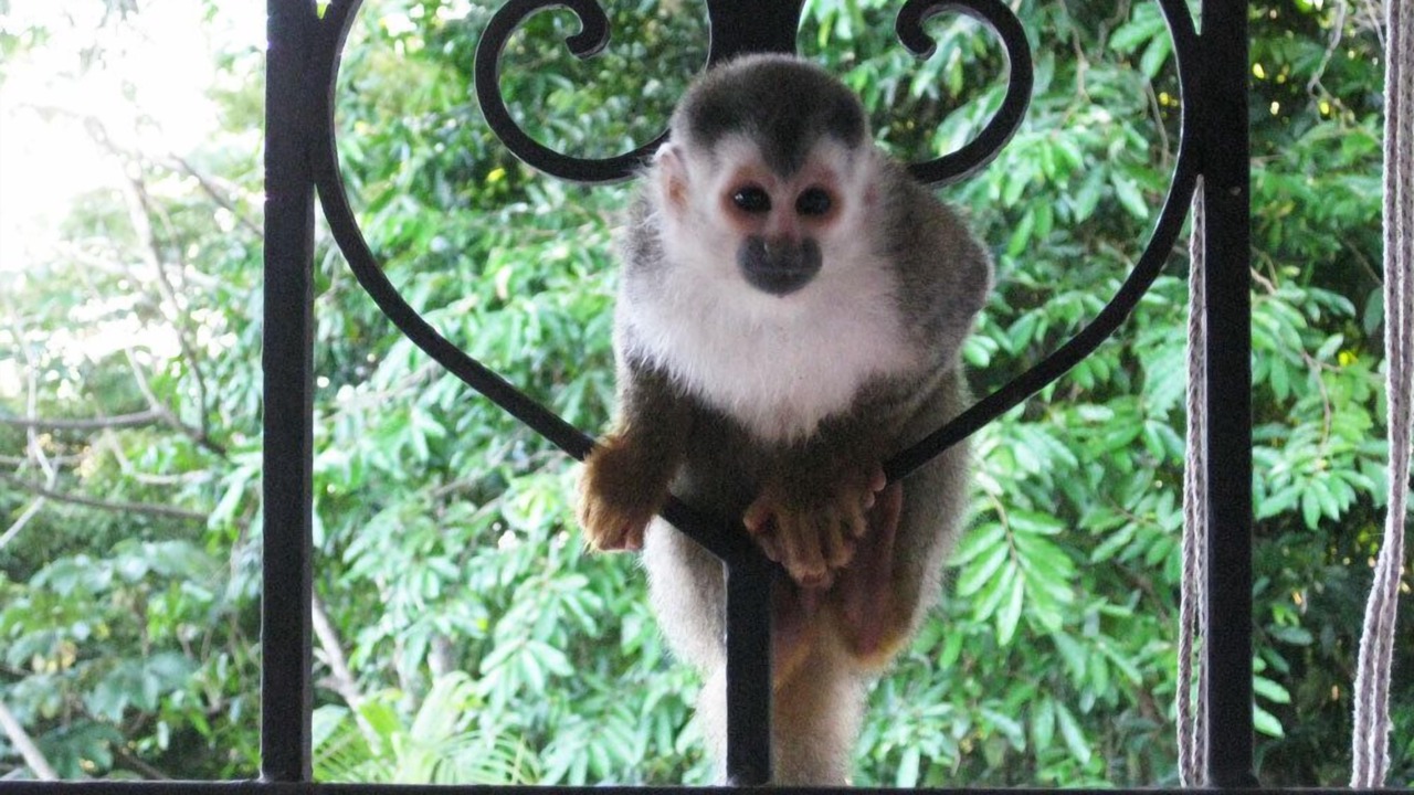 Photo of Others in Manuel Antonio
