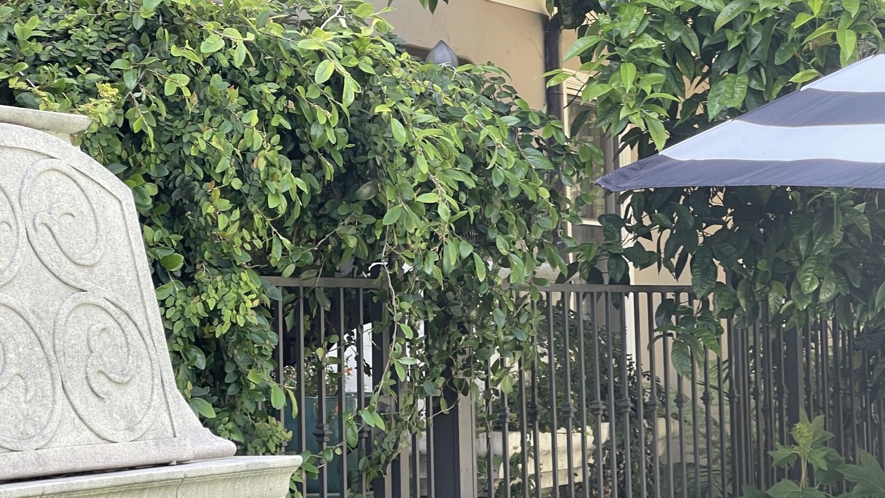 Photo of Outdoor in Willow Glen