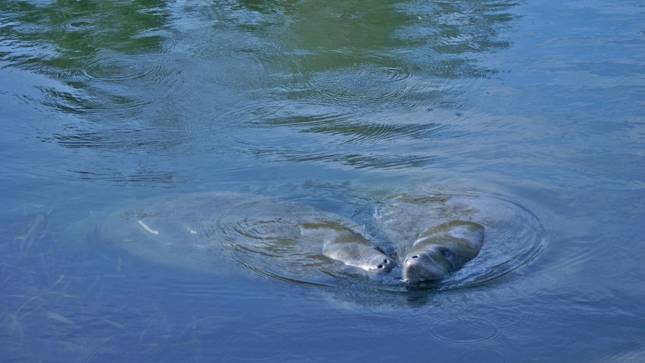 Photo of Others in Weeki Wachee Gardens