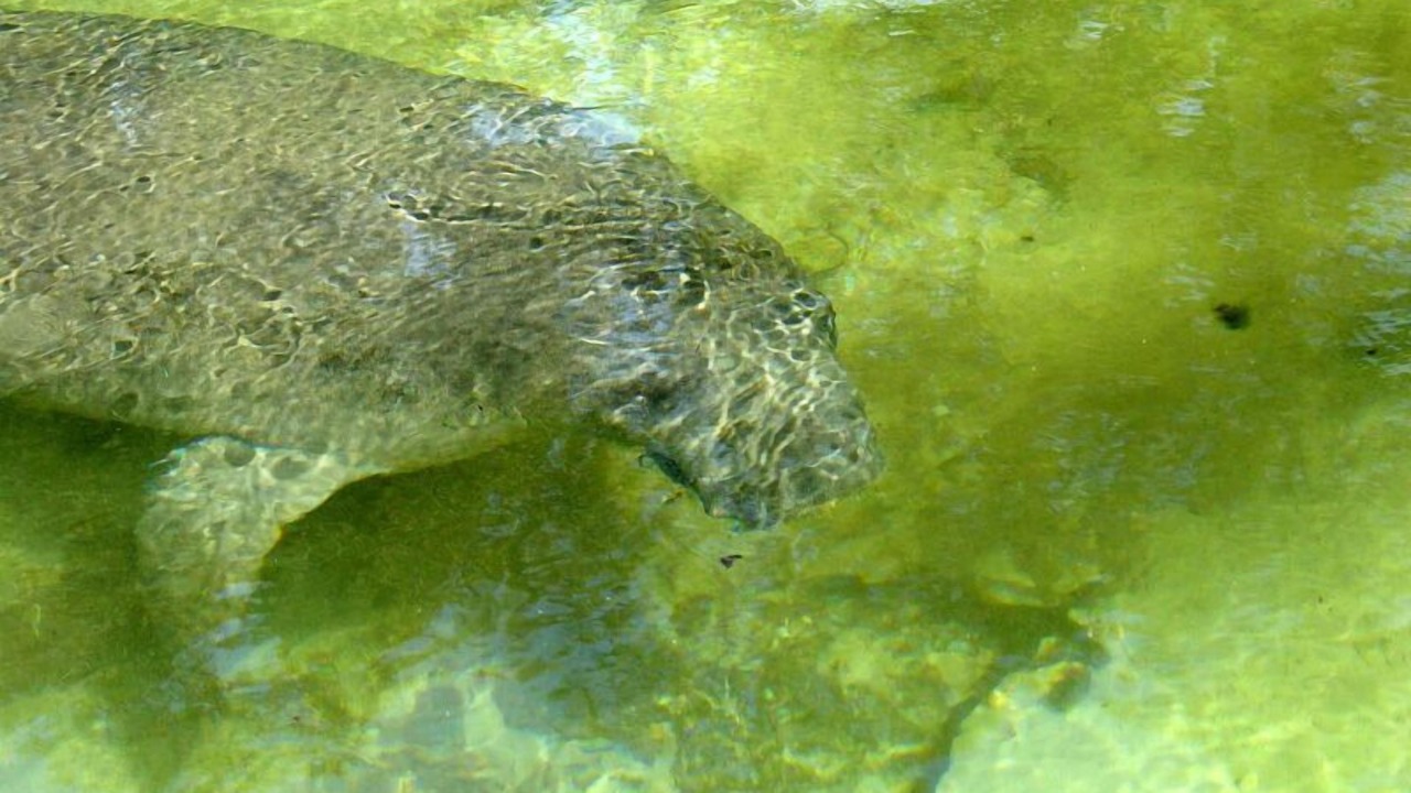 Photo of Others in Weeki Wachee Gardens
