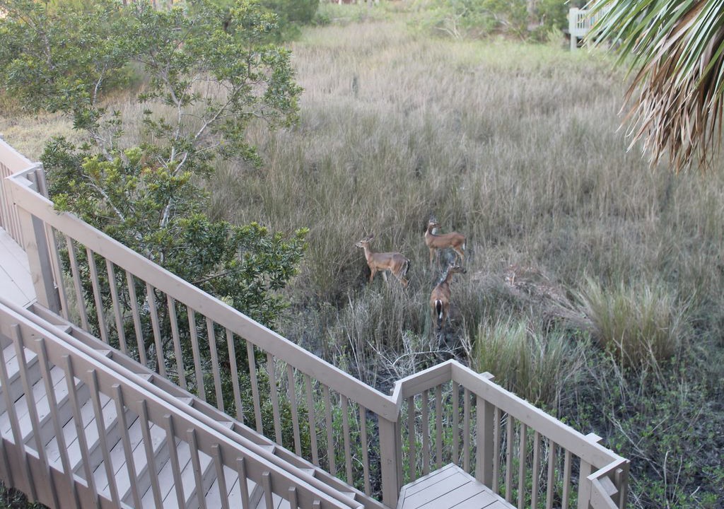 Photo of Others in Sea Pines