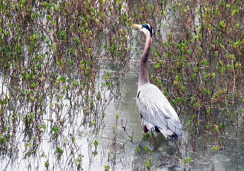 Photo of Others in Sea Pines