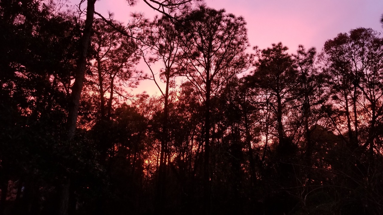 Photo of Others in Sea Pines