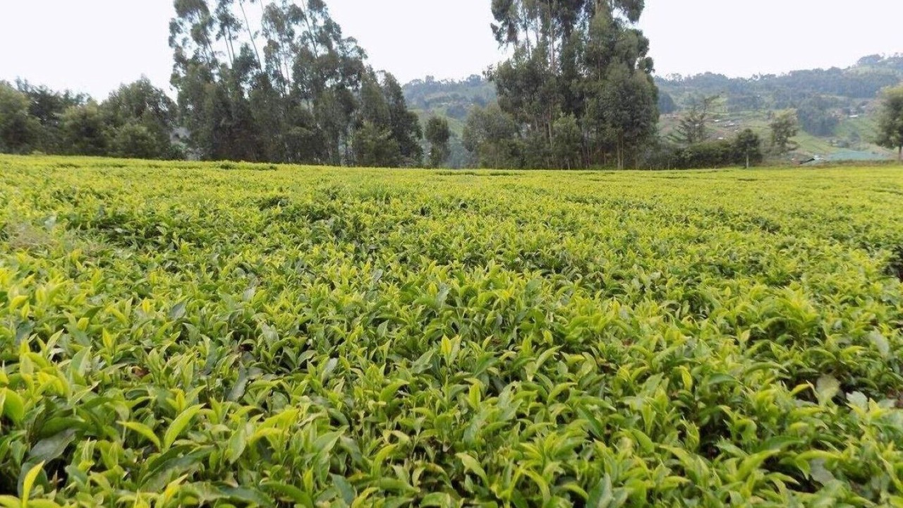 Photo of Outdoor in Kiamuturi