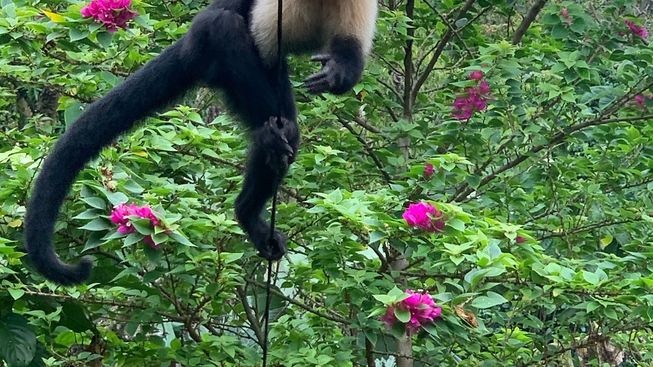 Photo of Outdoor in Manuel Antonio