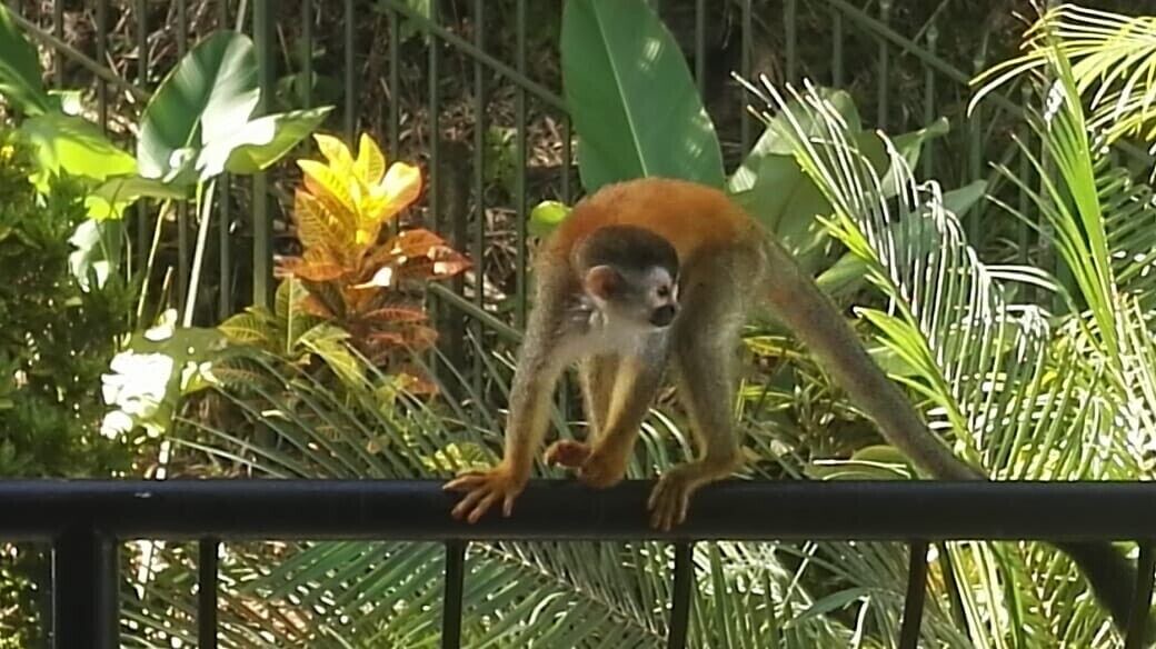 Photo of Outdoor in Manuel Antonio