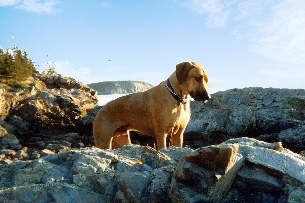 Photo of Others in Bar Harbor