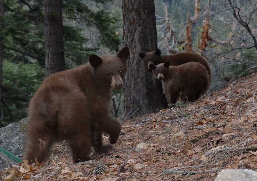 Photo of Others in Yosemite West