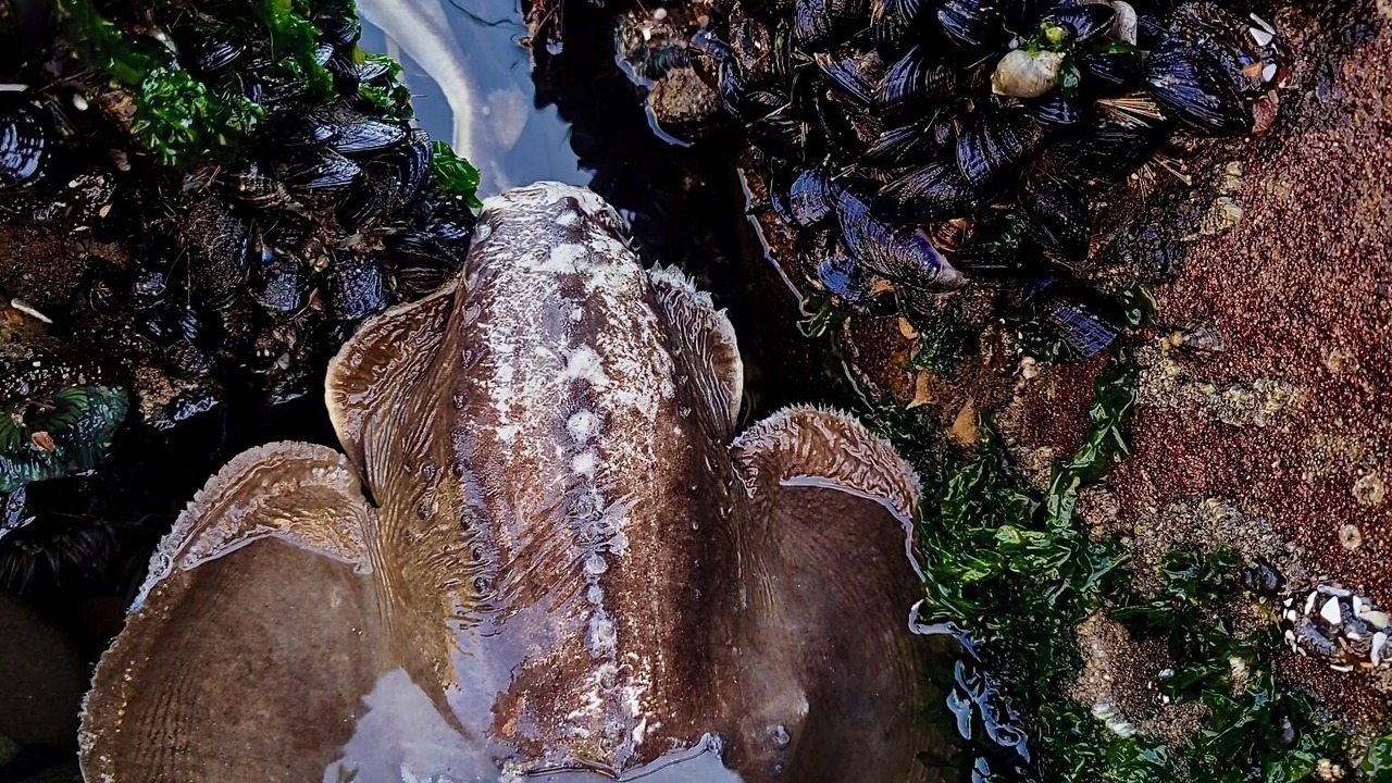 Photo of Others in Carpinteria