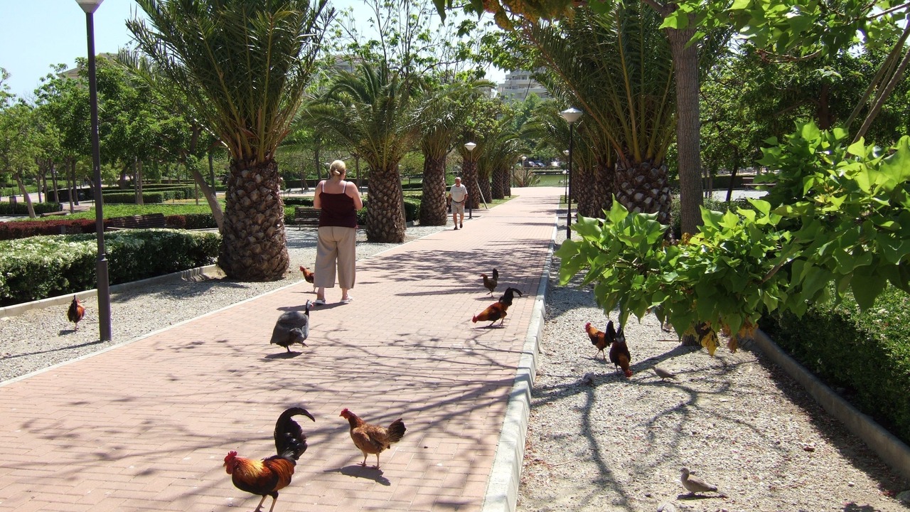Photo of Others in Benalmadena Costa