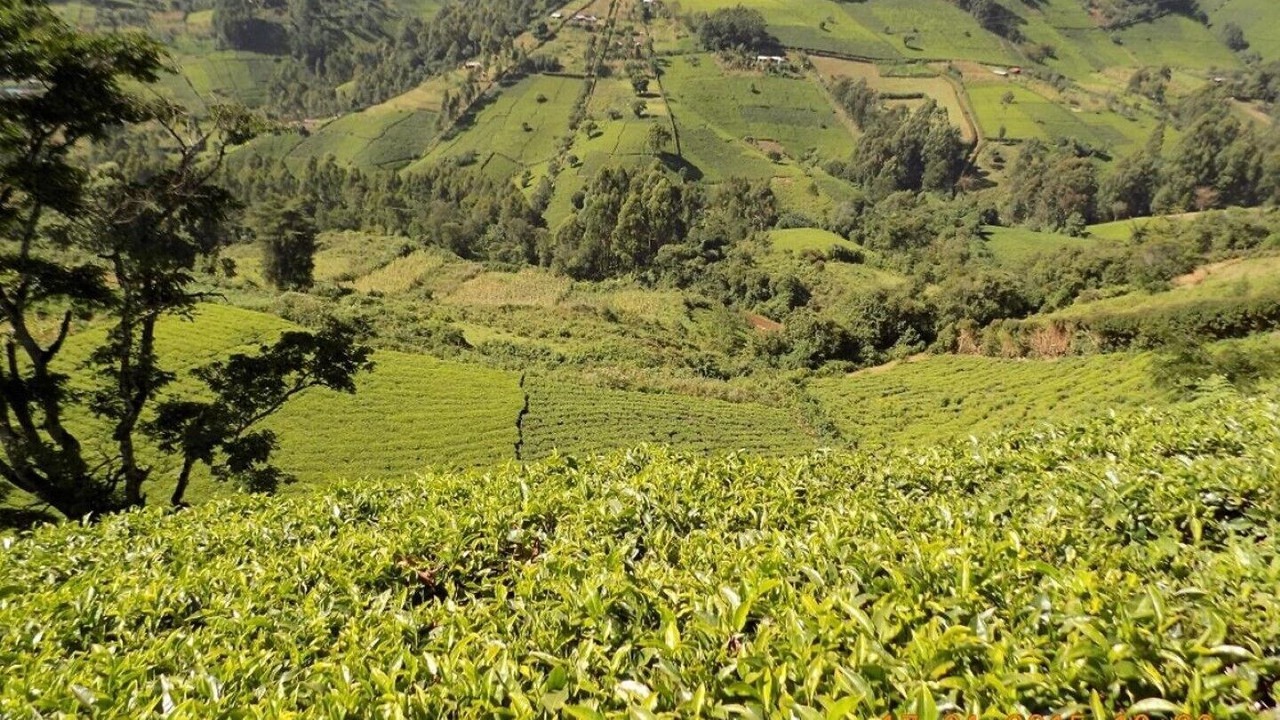 Photo of Outdoor in Kiamuturi