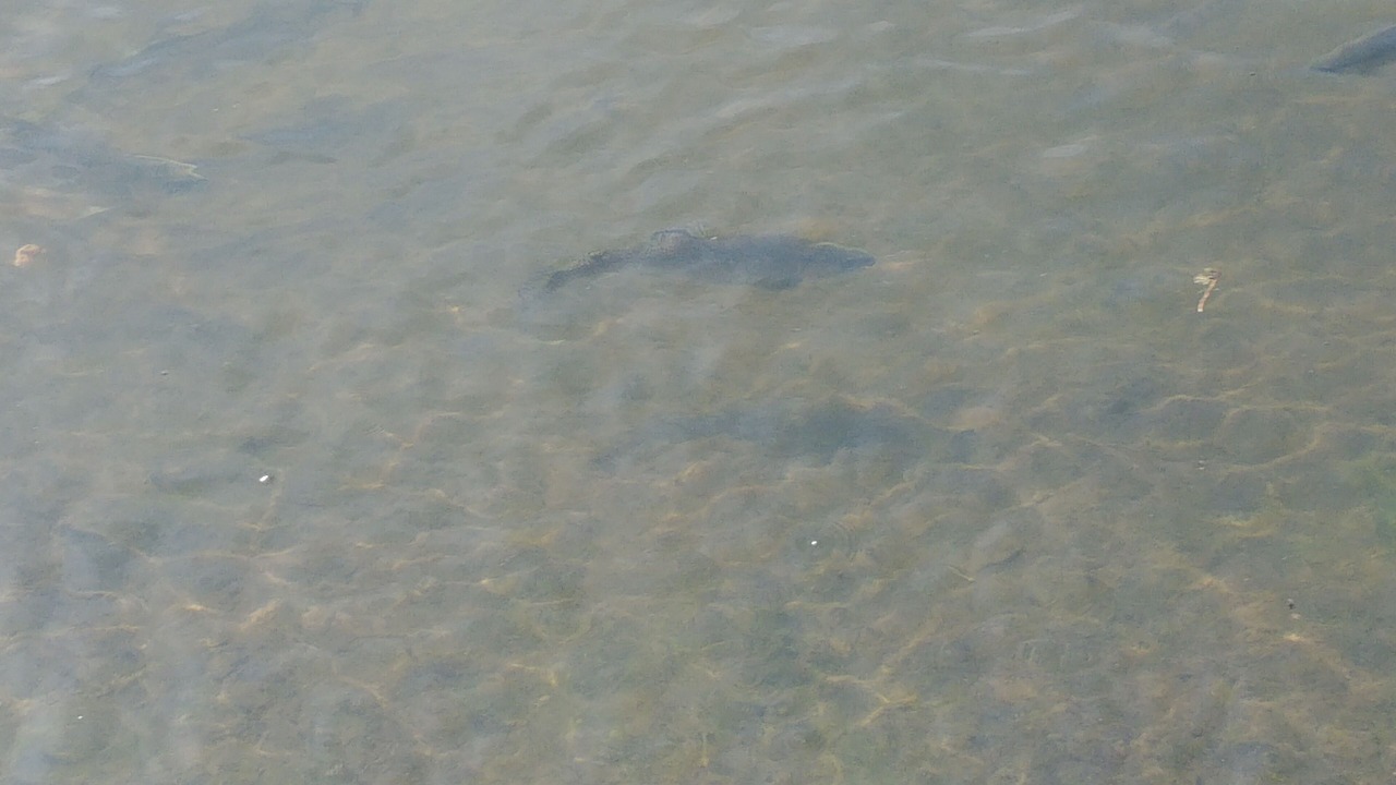 Photo of Others in Balsam Grove