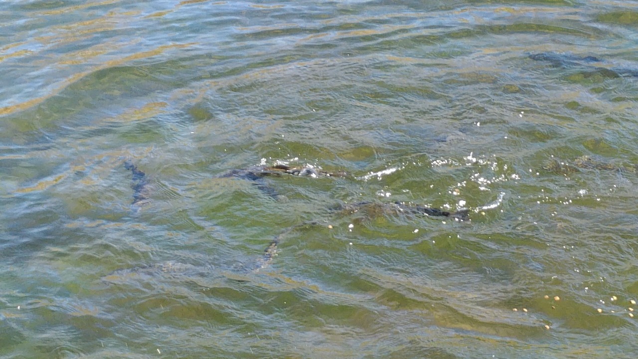 Photo of Others in Balsam Grove