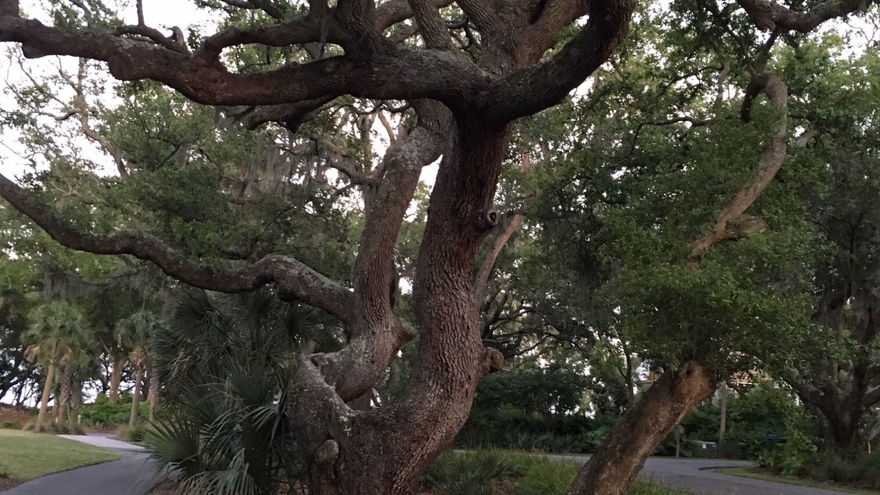 Photo of Outdoor in Kiawah Island