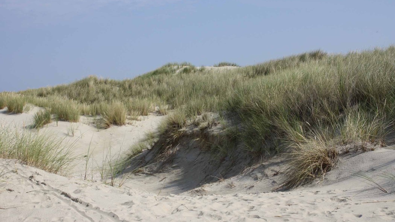Photo of Others in Borkum
