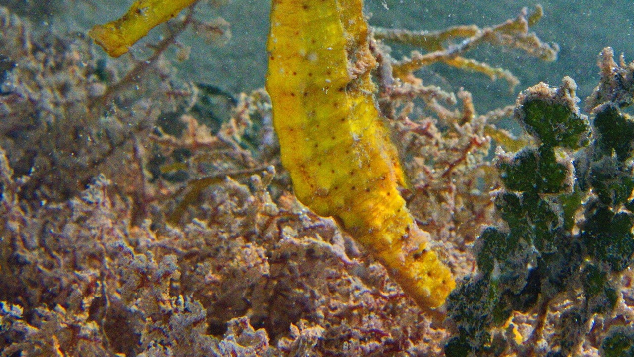 Photo of Others in Sittee Point