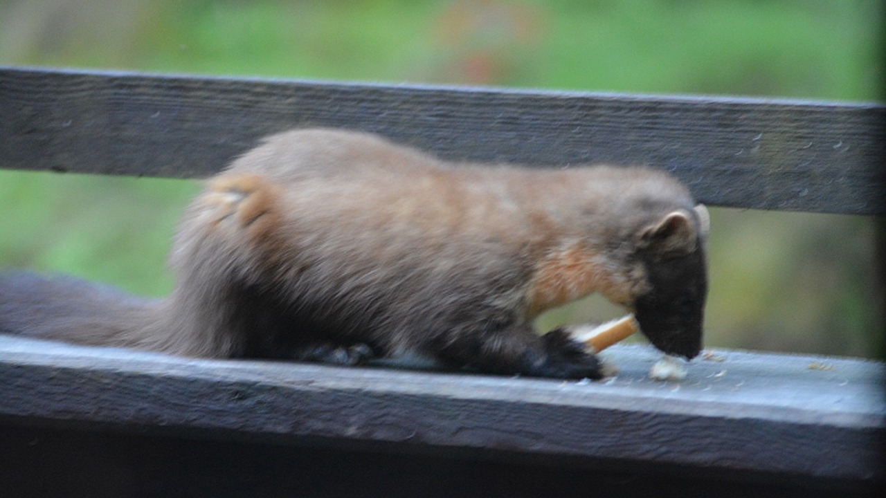 Photo of Others in Taynuilt
