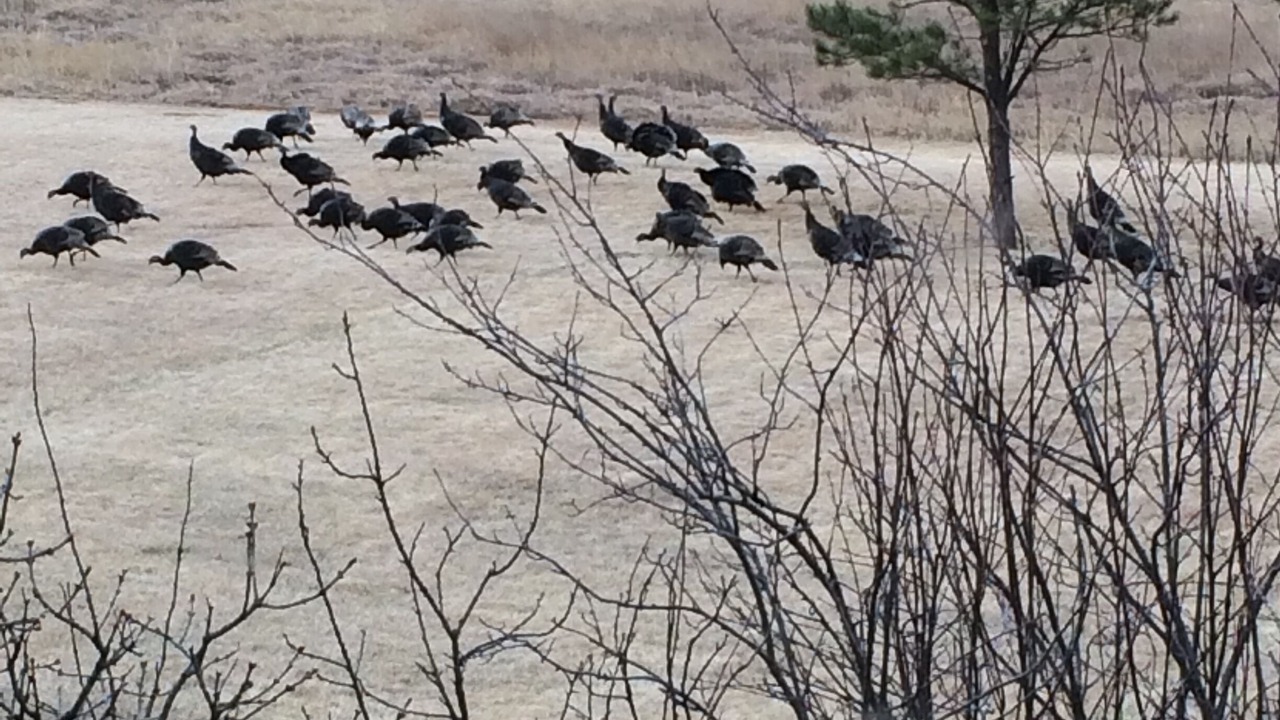 Photo of Others in Custer