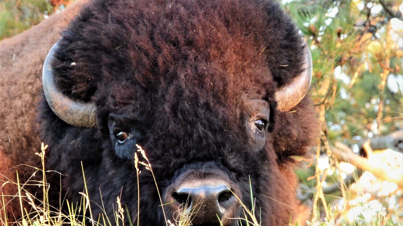 Photo of Others in Custer